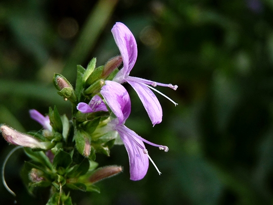{Dicliptera brachiata}
